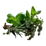 Apteki, zielarnie i ziołolecznictwo